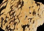 Slab of Fossilized Peanut Wood - Australia #65451-1